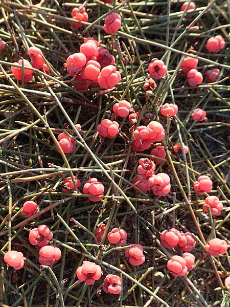 Ephedra distachya \ Gewhnliches Meertrubel, F Canet-en-Roussillon 11.8.2018