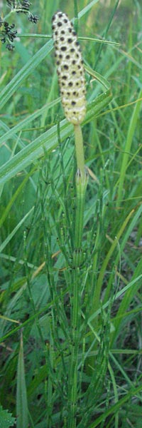 Equisetum fluviatile / Water Horsetail, F Serres 10.6.2006