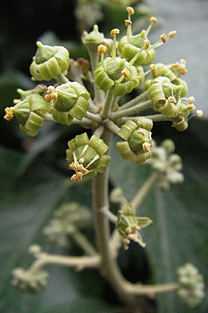 Hedera helix \ Efeu / Ivy, F Pyrenäen/Pyrenees, Eus 14.8.2006