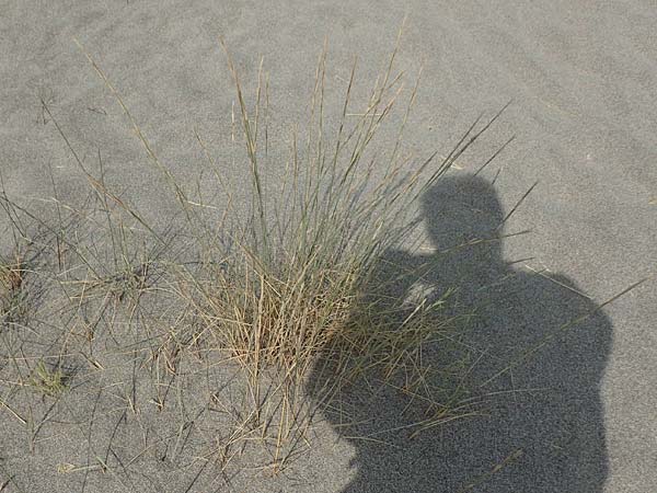 Elymus farctus \ Binsen-Quecke, Strandweizen / Sand Couch, See Wheat, F Canet-en-Roussillon 9.8.2018