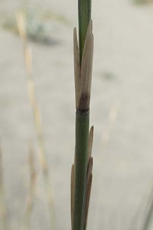 Elymus farctus \ Binsen-Quecke, Strandweizen, F Canet-en-Roussillon 9.8.2018