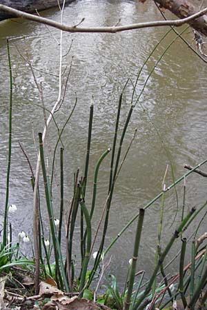 Equisetum hyemale \ Winter-Schachtelhalm / Rough Horsetail, Dutch Rush, F Seltz 10.3.2013