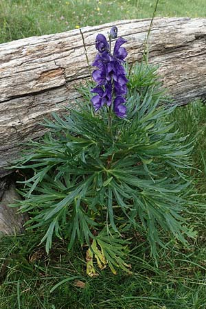 Aconitum napellus subsp. napellus \ Gewhnlicher Blauer Eisenhut, F Pyrenäen, Col de Mantet 28.7.2018