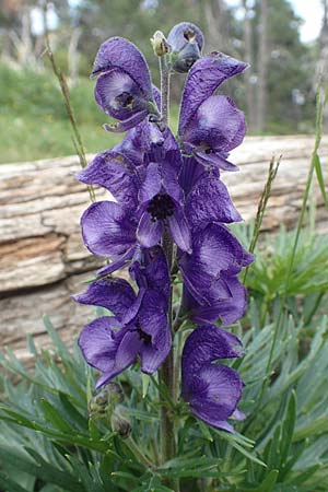 Aconitum napellus subsp. napellus \ Gewhnlicher Blauer Eisenhut, F Pyrenäen, Col de Mantet 28.7.2018