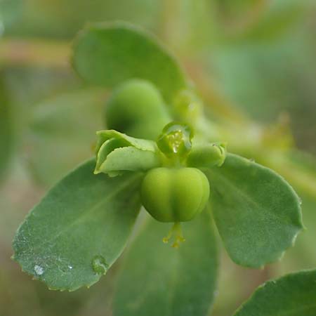Euphorbia helioscopia \ Sonnwend-Wolfsmilch, Sonnen-Wolfsmilch / Sun Spurge, F Dijon 5.10.2021