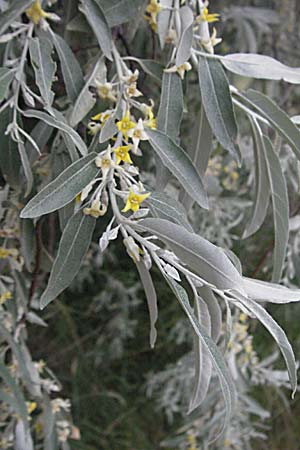 Elaeagnus angustifolia / Narrow-Leaved Oleaster, Russian Olive, F Camargue 13.5.2007