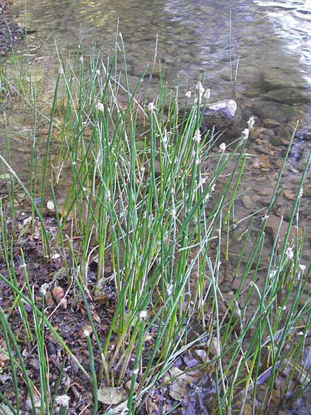 Eleocharis palustris agg. \ Gewhnliche Sumpfbinse, Gemeine Sumpfsimse / Common Spike Rush, F Millau 29.5.2009