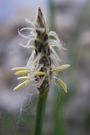 Eleocharis palustris agg. \ Gewhnliche Sumpfbinse, Gemeine Sumpfsimse / Common Spike Rush, F Millau 30.5.2009