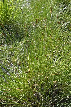 Eleocharis multicaulis \ Vielstngelige Sumpfbinse, F Bitche 28.7.2009