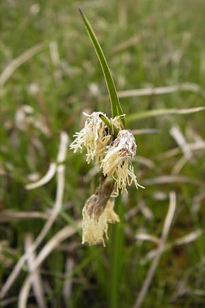 Eriophorum latifolium \ Breitblttriges Wollgras / Broad-Leaved Cotton Grass, F Col de la Bonette 8.7.2016