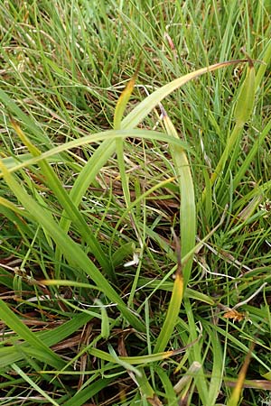 Eriophorum latifolium \ Breitblttriges Wollgras / Broad-Leaved Cotton Grass, F Col de la Bonette 8.7.2016