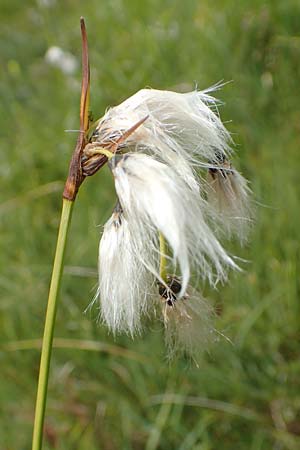 Eriophorum latifolium \ Breitblttriges Wollgras / Broad-Leaved Cotton Grass, F Col de la Bonette 8.7.2016