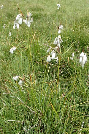 Eriophorum latifolium \ Breitblttriges Wollgras / Broad-Leaved Cotton Grass, F Col de la Bonette 8.7.2016