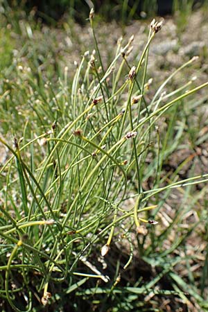 Trichophorum cespitosum subsp. cespitosum \ Gewhnliche Rasenbinse / Deer Grass, F Pyrenäen/Pyrenees, Mont Louis 3.8.2018