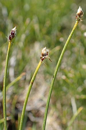 Trichophorum cespitosum subsp. cespitosum \ Gewhnliche Rasenbinse, F Pyrenäen, Mont Louis 3.8.2018