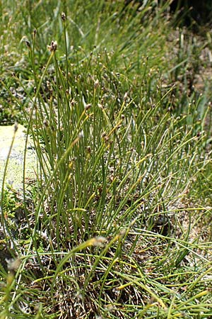 Trichophorum cespitosum subsp. cespitosum \ Gewöhnliche Rasenbinse, F Pyrenäen, Mont Louis 3.8.2018