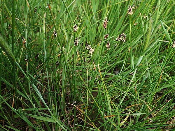 Eleocharis palustris agg. \ Gewhnliche Sumpfbinse, Gemeine Sumpfsimse / Common Spike Rush, F Sermoyer 4.5.2023