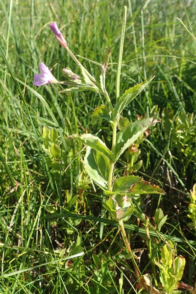 Epilobium montanum \ Berg-Weidenrschen / Broad-Leaved Willowherb, F Collet de Allevard 9.7.2016