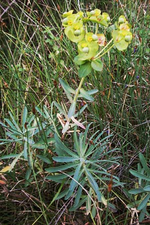 Euphorbia nicaeensis \ Nizza-Wolfsmilch / Southern Spurge, Honey-Flowered Spurge, F Valleraugue 8.6.2006
