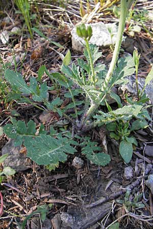 Coincya monensis subsp. cheiranthos \ Lacksenf / Wallflower Cabbage, F Mont Aigoual 29.5.2009