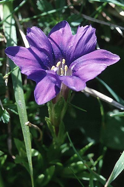 Gentiana pyrenaica \ Pyrenen-Enzian / Pyrenean Gentian, F Pyrenäen/Pyrenees, Aulus 2.7.1998