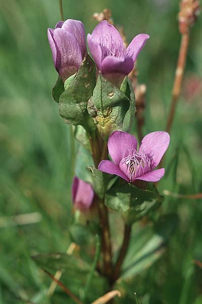 Gentianella campestris \ Feld-Kranzenzian, Feld-Enzian / Field Gentian, F Col de la Bonette 12.7.2003