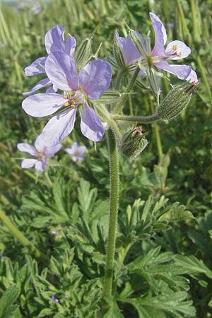 Erodium ciconium \ Groer Reiherschnabel / Common Stork's-Bill, F Aspres 12.5.2007