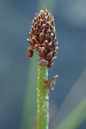 Eleocharis ovata \ Eifrmige Sumpfbinse, F Sundgau 24.9.2021