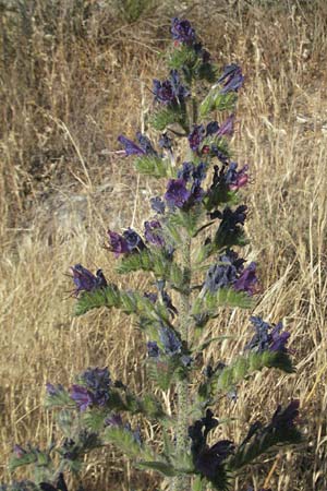 Echium plantagineum \ Wegerich-Natternkopf, F Montagne du Luberon 9.6.2006