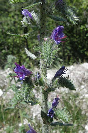 Echium plantagineum \ Wegerich-Natternkopf / Purple Viper's Bugloss, F Rochefort-en-Valdaine 10.6.2006