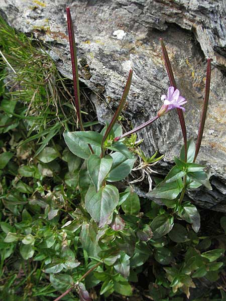 Epilobium alsinifolium \ Mierenblttriges Weidenrschen / Chickweed Willowherb, F Pyrenäen/Pyrenees, Eyne 9.8.2006