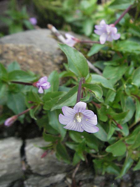 Epilobium alsinifolium \ Mierenblttriges Weidenrschen, F Pyrenäen, Eyne 9.8.2006