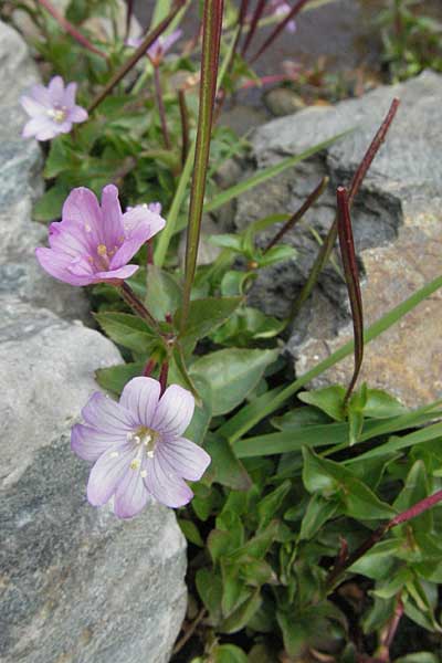 Epilobium alsinifolium \ Mierenblttriges Weidenrschen / Chickweed Willowherb, F Pyrenäen/Pyrenees, Eyne 9.8.2006