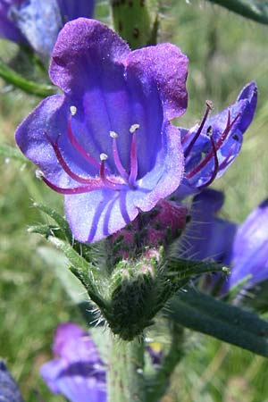 Echium plantagineum \ Wegerich-Natternkopf / Purple Viper's Bugloss, F Pyrenäen/Pyrenees, Eyne 26.6.2008