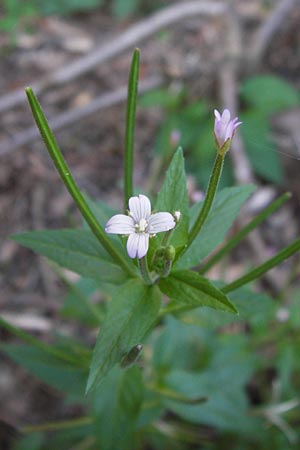 Epilobium collinum \ Hgel-Weidenrschen, F Bitche 8.9.2012