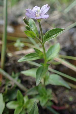 Epilobium alsinifolium \ Mierenblttriges Weidenrschen / Chickweed Willowherb, F Pyrenäen/Pyrenees, Canigou 24.7.2018