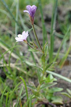 Epilobium alsinifolium \ Mierenblttriges Weidenrschen / Chickweed Willowherb, F Pyrenäen/Pyrenees, Canigou 24.7.2018
