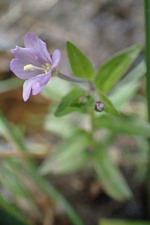 Epilobium alsinifolium \ Mierenblttriges Weidenrschen, F Pyrenäen, Canigou 24.7.2018