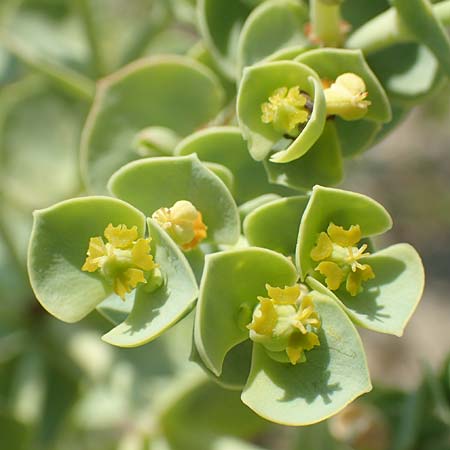 Euphorbia paralias \ Ksten-Wolfsmilch / Sea Spurge, F Canet-en-Roussillon 27.7.2018