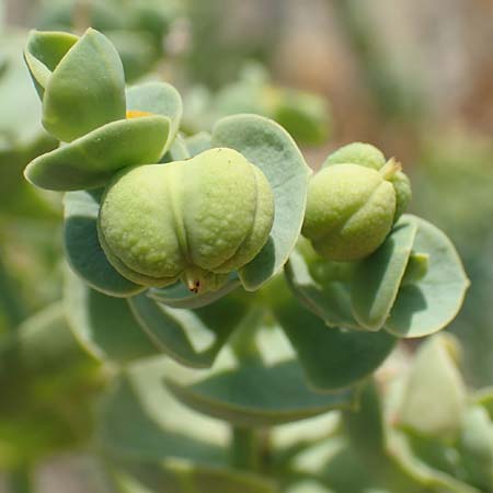 Euphorbia paralias \ Ksten-Wolfsmilch / Sea Spurge, F Canet-en-Roussillon 27.7.2018