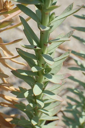 Euphorbia paralias \ Ksten-Wolfsmilch, F Canet-en-Roussillon 27.7.2018