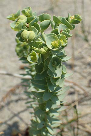 Euphorbia paralias \ Ksten-Wolfsmilch / Sea Spurge, F Canet-en-Roussillon 27.7.2018