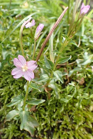 Epilobium alsinifolium \ Mierenblttriges Weidenrschen, F Pyrenäen, Col de Mantet 28.7.2018