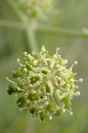 Selinum pyrenaeum \ Berg-Silge, Pyrenen-Brustwurz / Pyrenean Angelica, F Pyrenäen/Pyrenees, Mont Llaret 31.7.2018