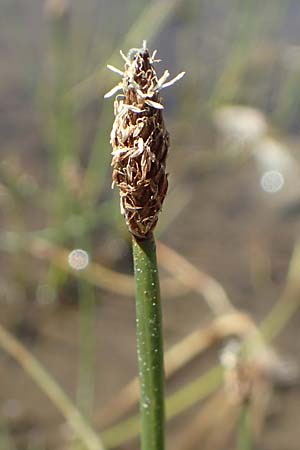 Eleocharis palustris agg. \ Gewhnliche Sumpfbinse, Gemeine Sumpfsimse / Common Spike Rush, F Pyrenäen/Pyrenees, Mont Louis 3.8.2018