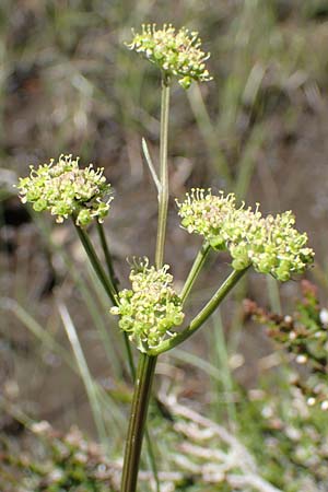 Selinum pyrenaeum \ Berg-Silge, Pyrenen-Brustwurz, F Pyrenäen, Mont Louis 3.8.2018