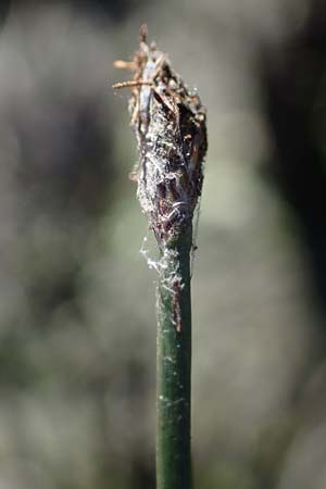 Eleocharis palustris \ Gewhnliche Sumpfbinse, Gemeine Sumpfsimse / Common Spike Rush, F Sundgau 24.9.2021