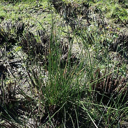 Eleocharis palustris \ Gewhnliche Sumpfbinse, Gemeine Sumpfsimse / Common Spike Rush, F Sundgau 24.9.2021