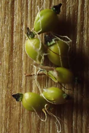 Eleocharis palustris \ Gewhnliche Sumpfbinse, Gemeine Sumpfsimse / Common Spike Rush, F Sundgau 25.9.2021