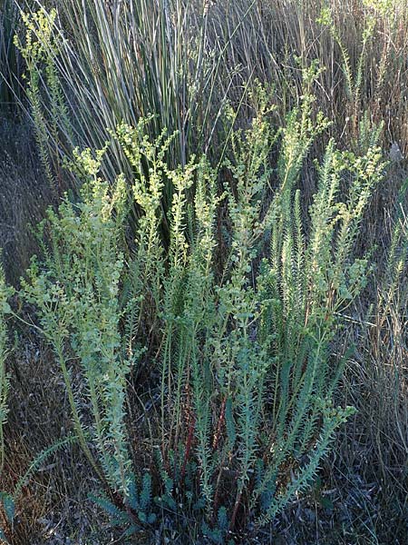 Euphorbia paralias \ Ksten-Wolfsmilch / Sea Spurge, F Martigues 8.10.2021